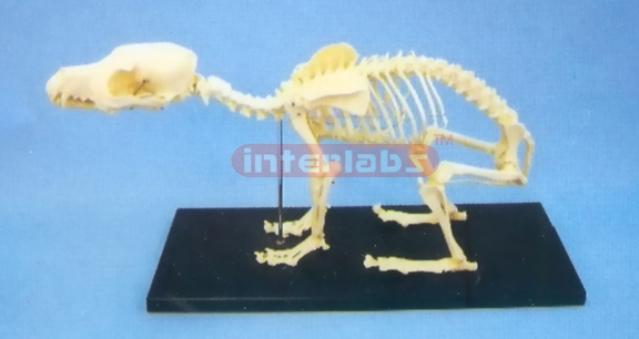 DOG SKELETON MODEL WITH PLASTIC STAND